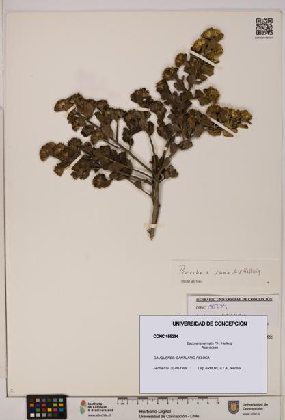 Baccharis vernalis [Espécimen: UDEC:CONC:0155234]