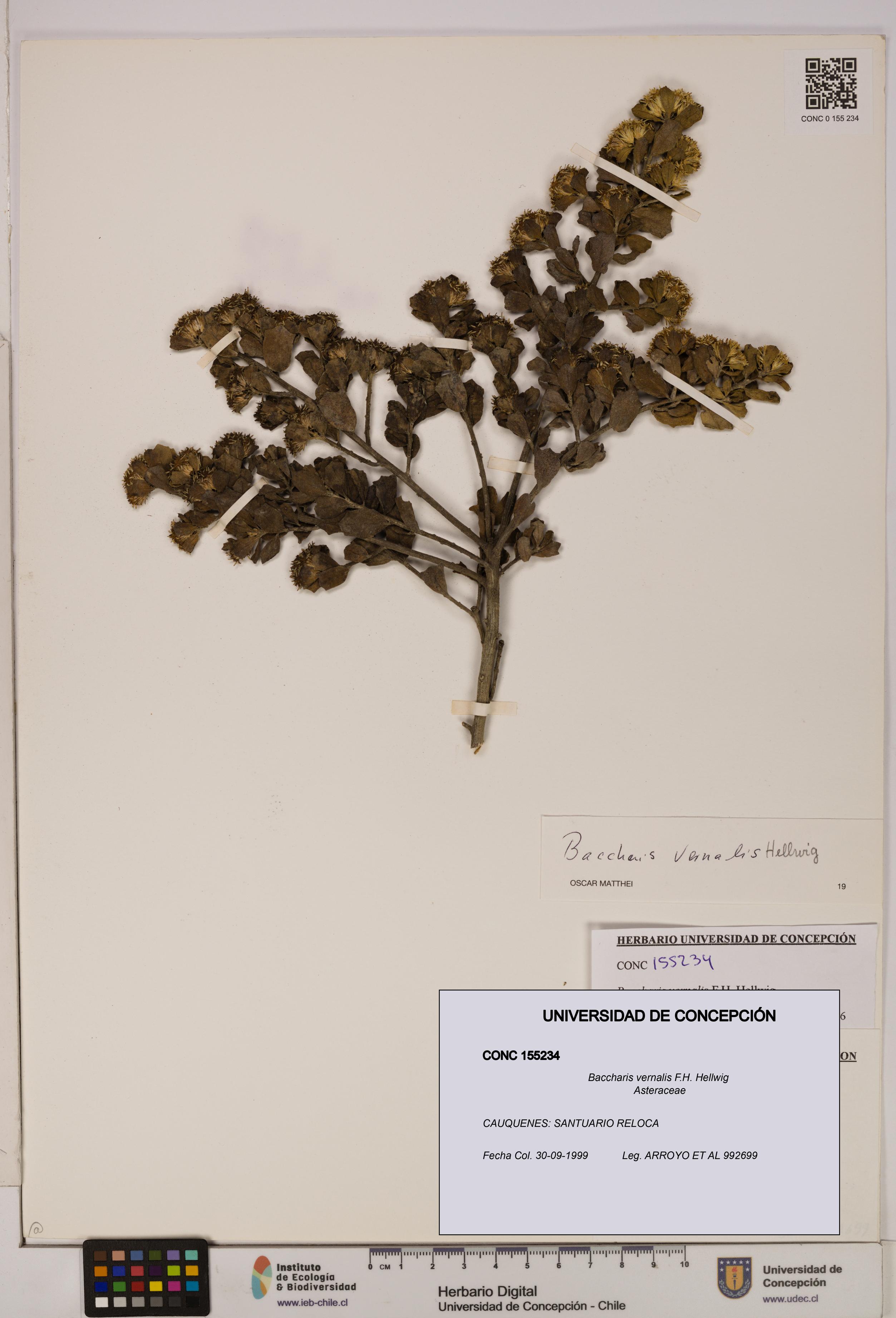 Baccharis vernalis [Espécimen: UDEC:CONC:0155234]