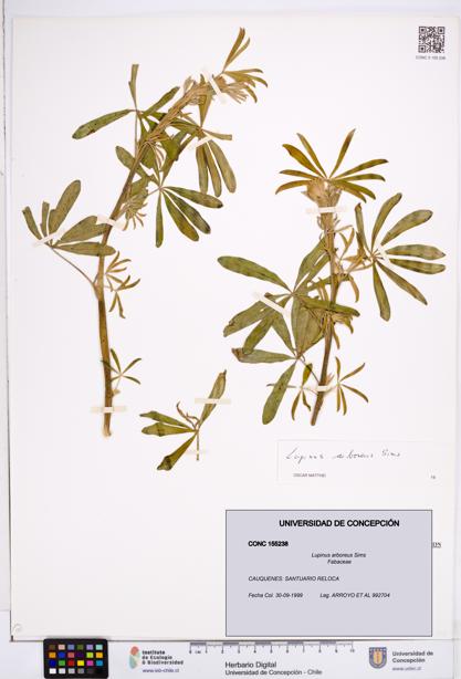 Lupinus arboreus [Espécimen: ]