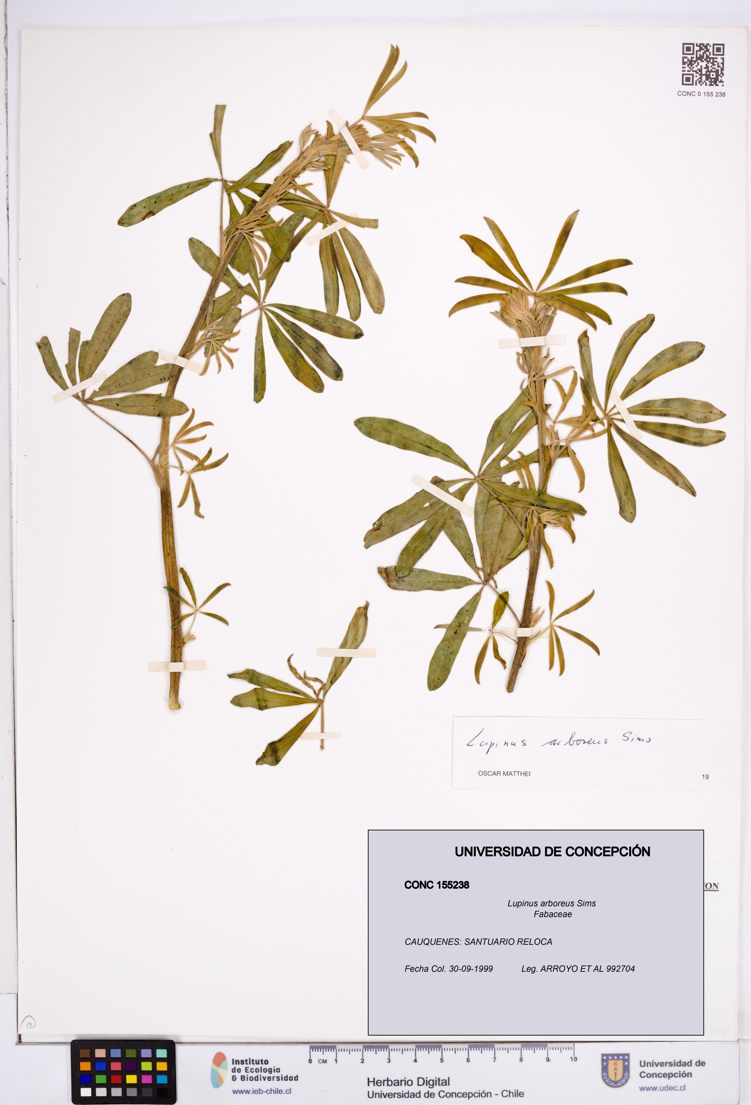 Lupinus arboreus [Espécimen: ]