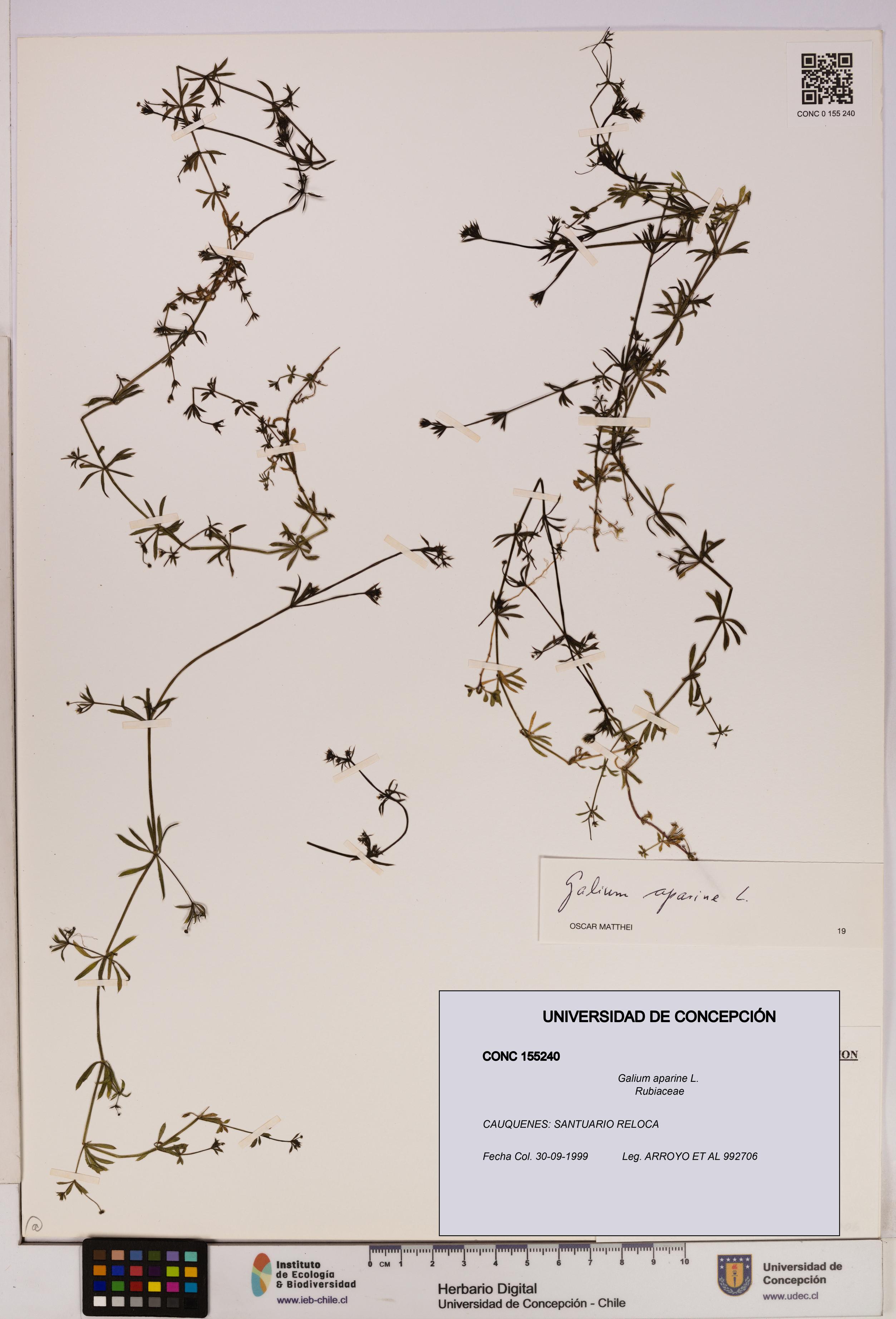 Galium aparine [Espécimen: UDEC:CONC:0155240]