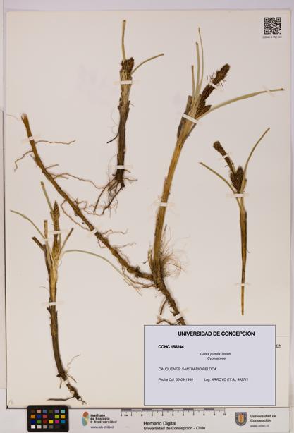Carex pumila [Espécimen: UDEC:CONC:0155244]