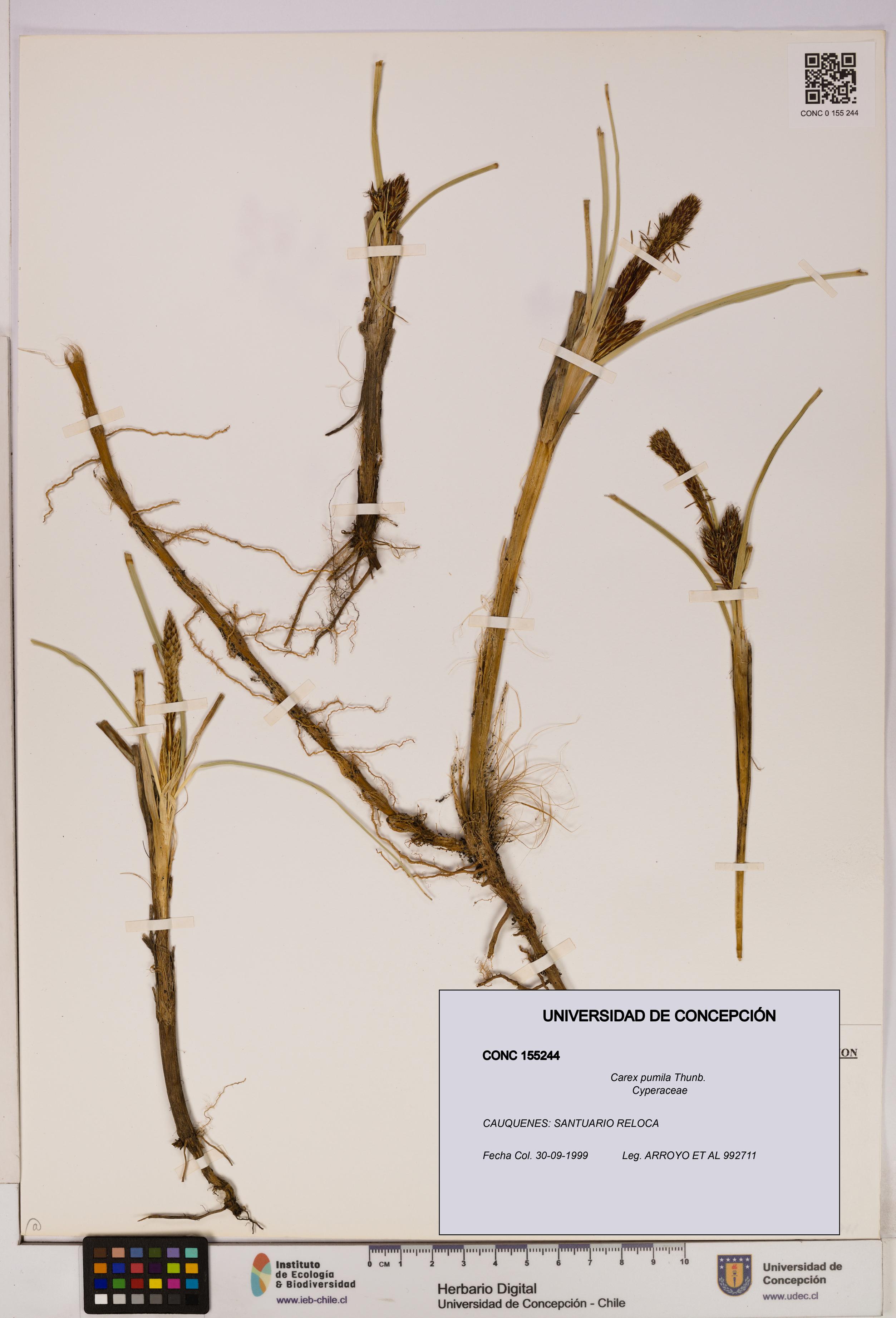 Carex pumila [Espécimen: UDEC:CONC:0155244]