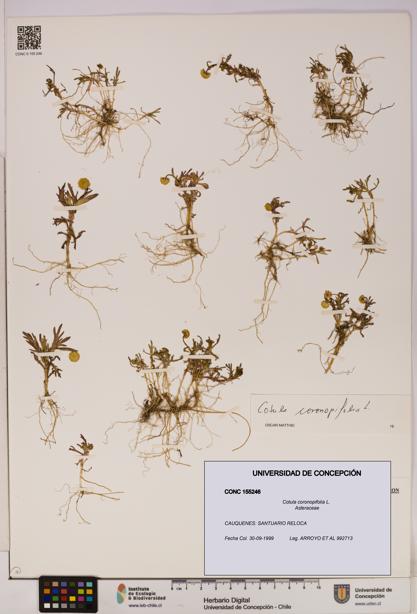 Cotula coronopifolia [Espécimen: UDEC:CONC:0155246]