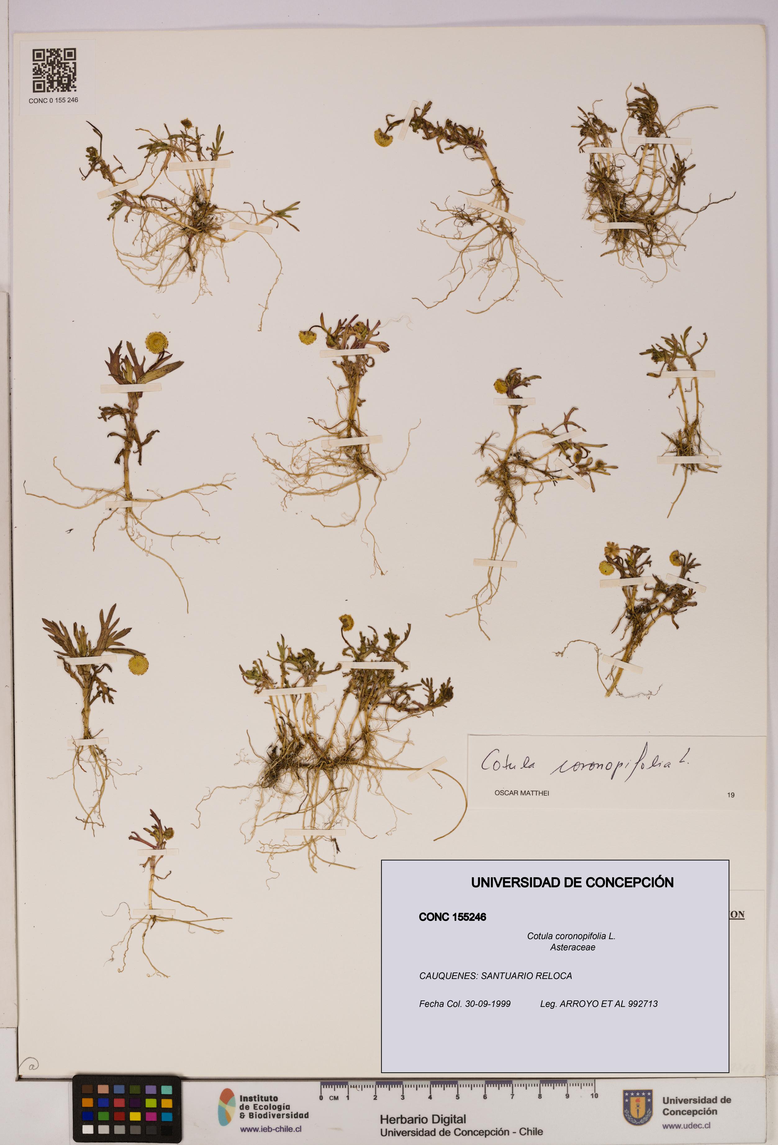 Cotula coronopifolia [Espécimen: UDEC:CONC:0155246]