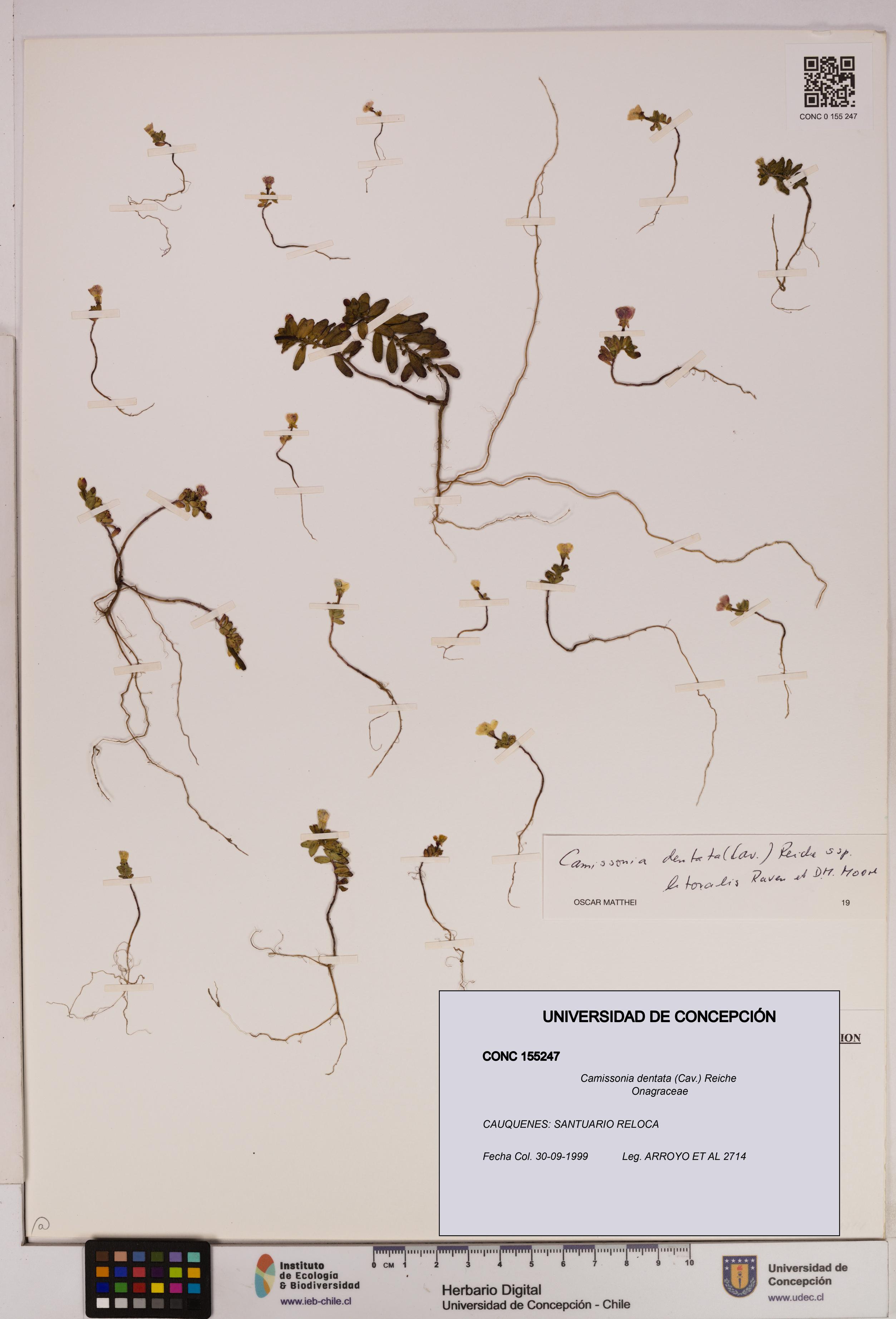 Camissonia dentata [Espécimen: UDEC:CONC:0155247]