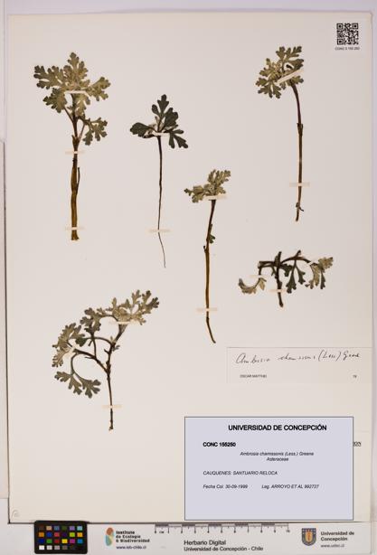 Ambrosia chamissonis [Espécimen: UDEC:CONC:0155250]