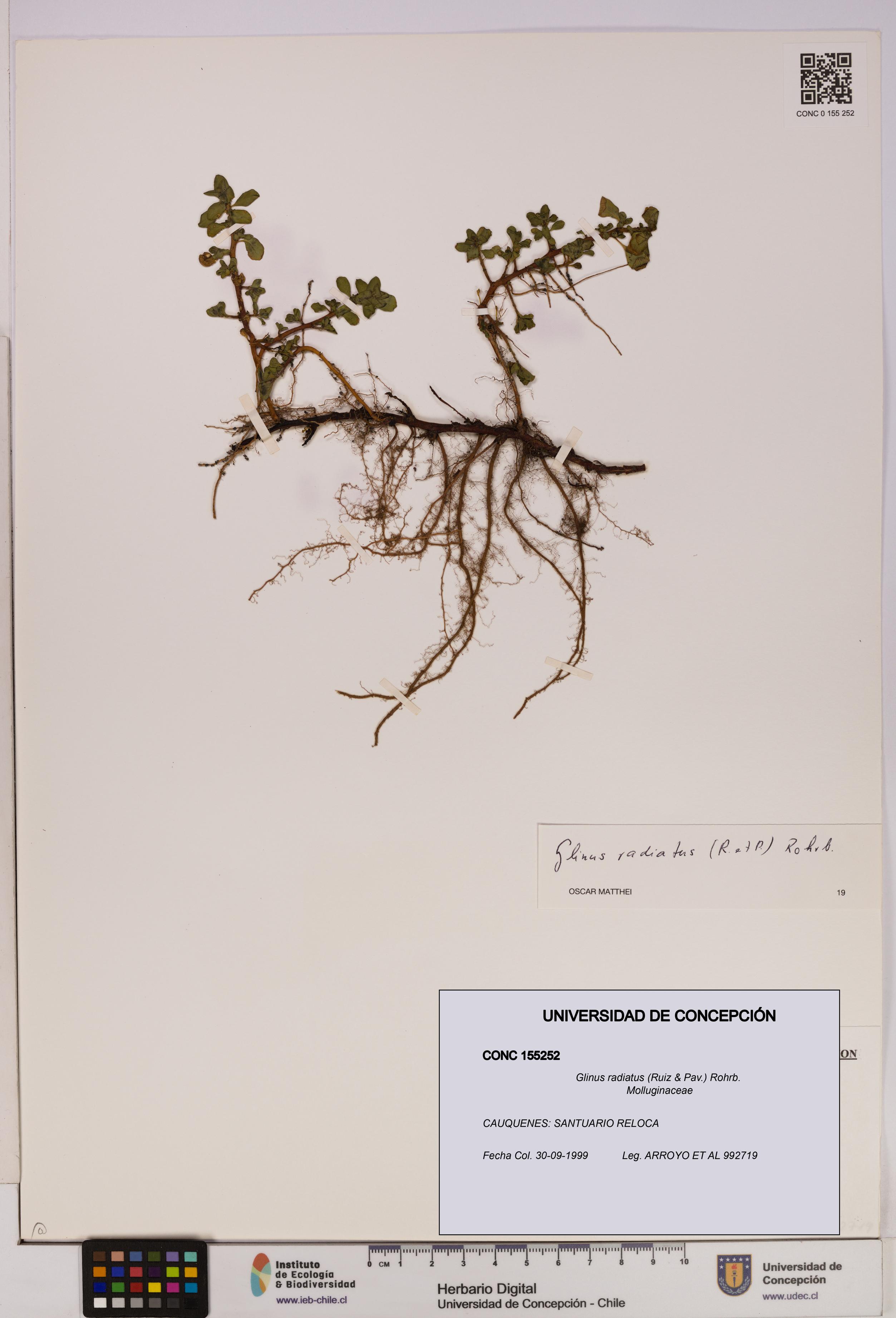 Glinus radiatus [Espécimen: UDEC:CONC:0155252]