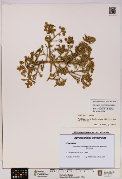 Philippiamra celosioides [Espécimen: ]