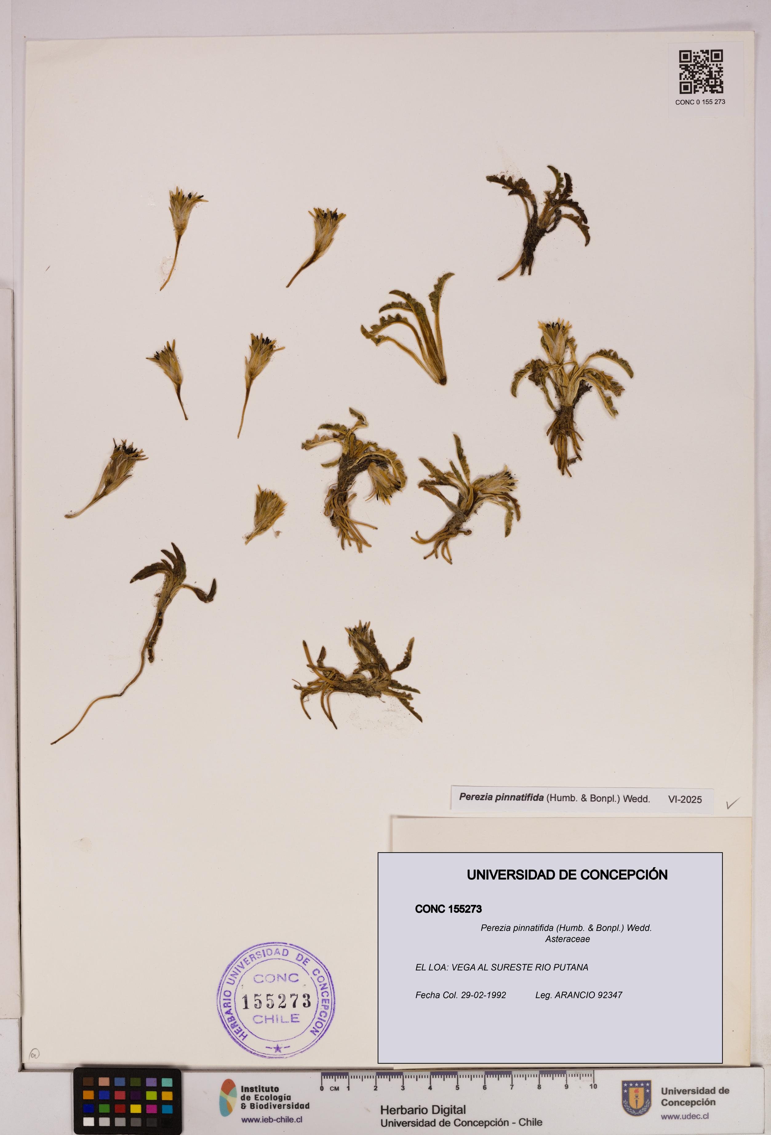 Perezia pinnatifida [Espécimen: UDEC:CONC:0155273]