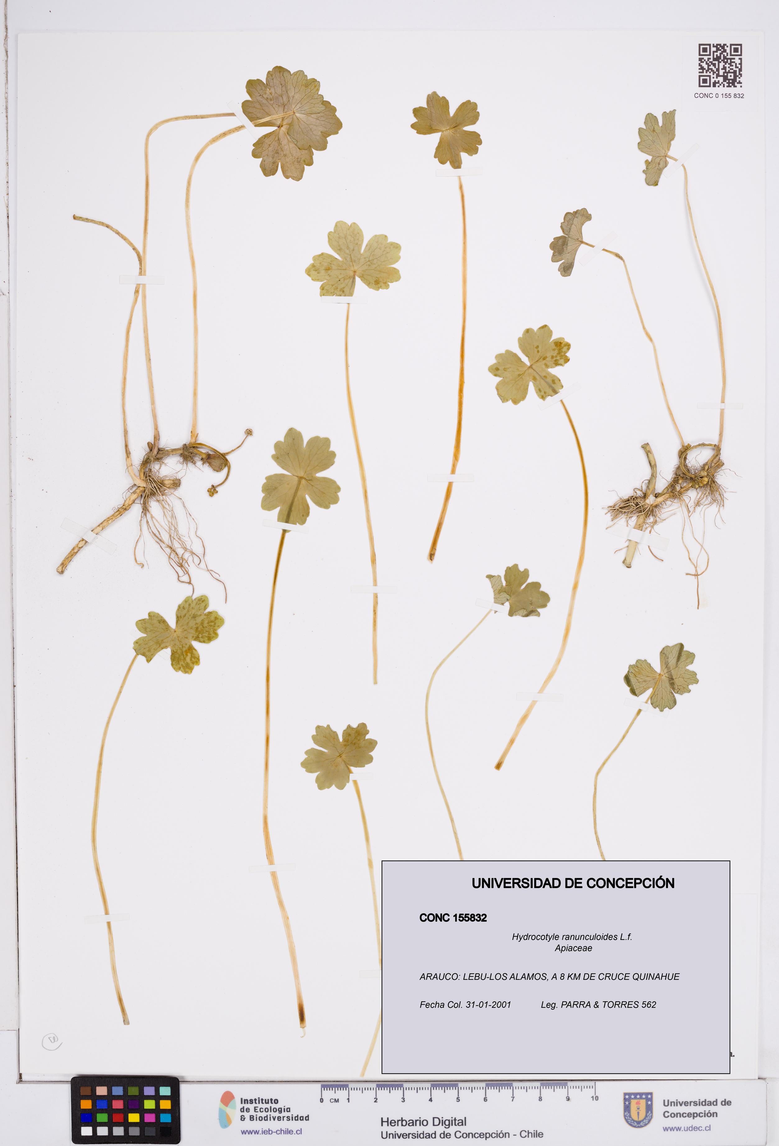 Hydrocotyle ranunculoides [Espécimen: ]