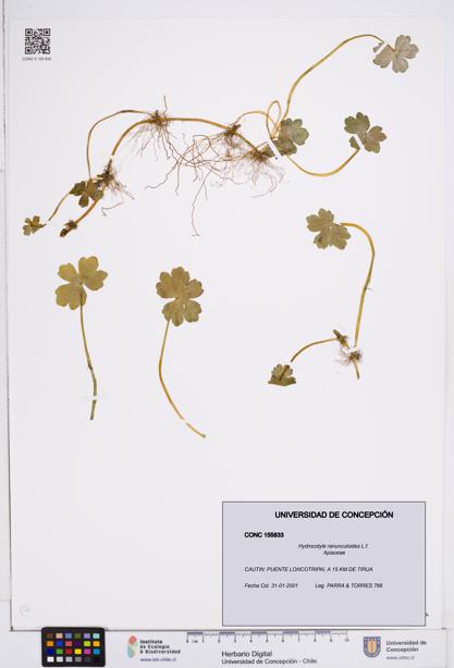 Hydrocotyle ranunculoides [Espécimen: ]