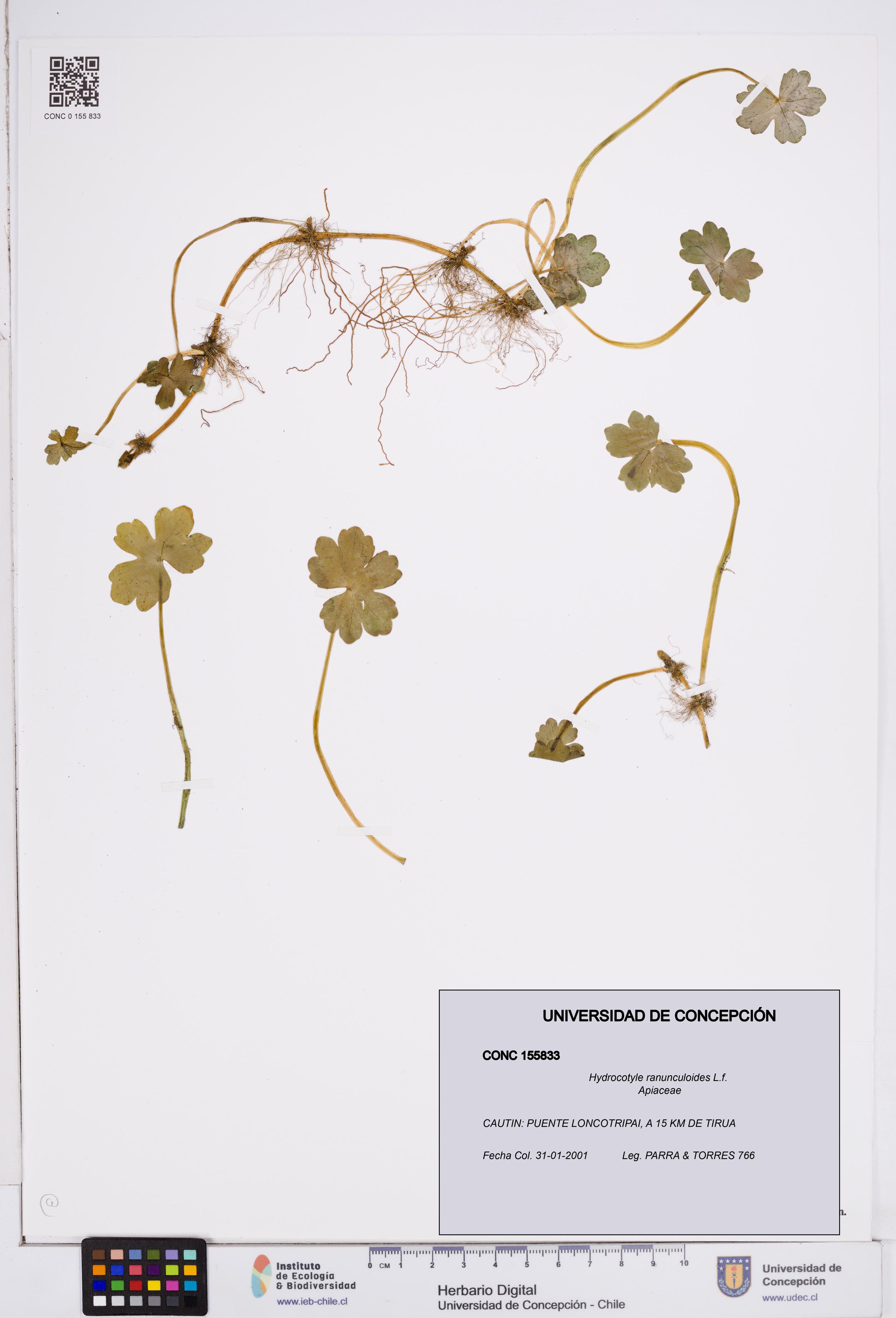 Hydrocotyle ranunculoides [Espécimen: ]