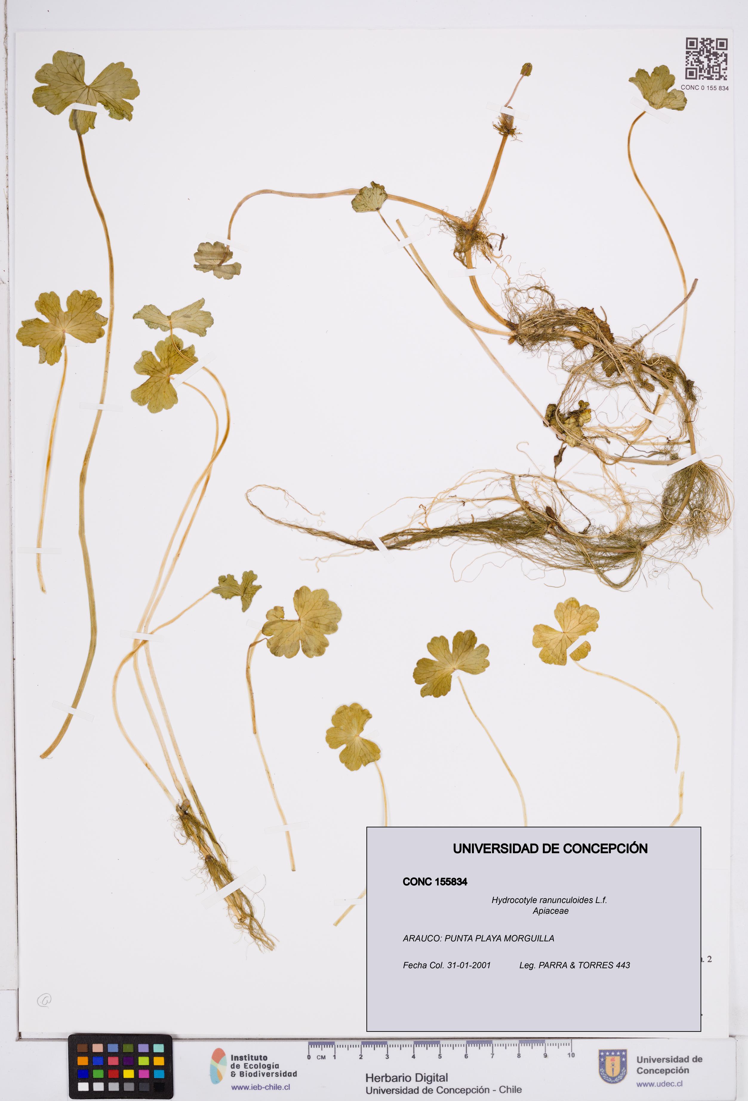 Hydrocotyle ranunculoides [Espécimen: ]