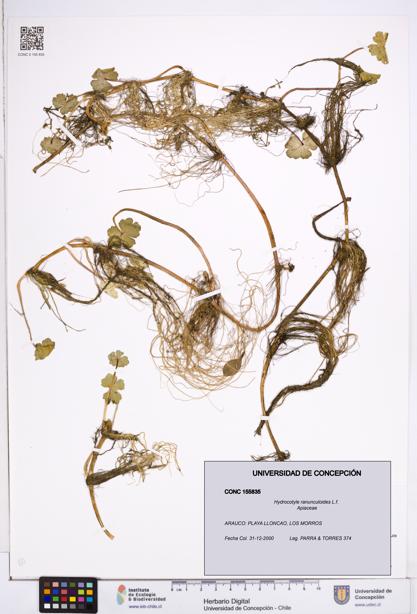 Hydrocotyle ranunculoides [Espécimen: ]