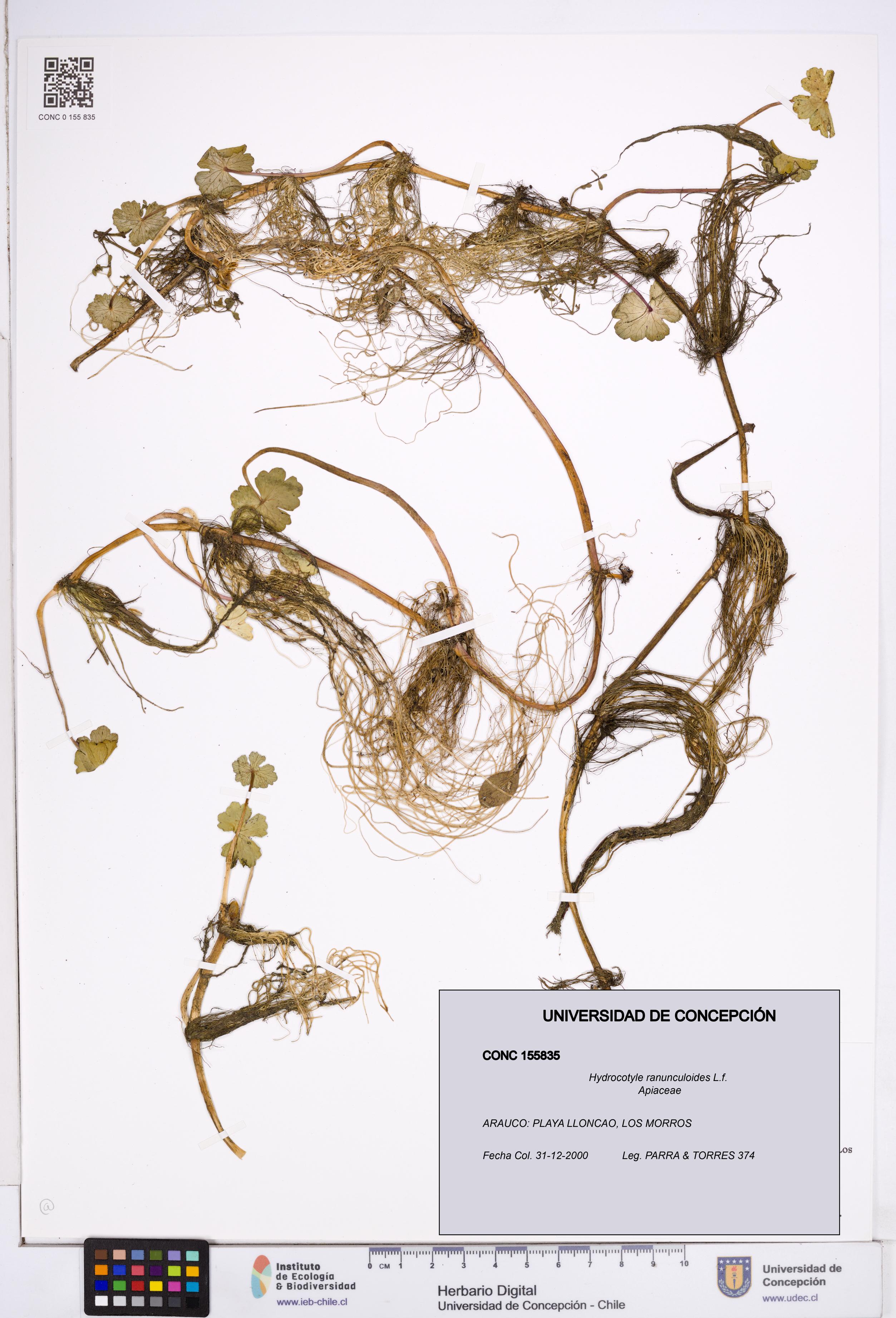 Hydrocotyle ranunculoides [Espécimen: ]