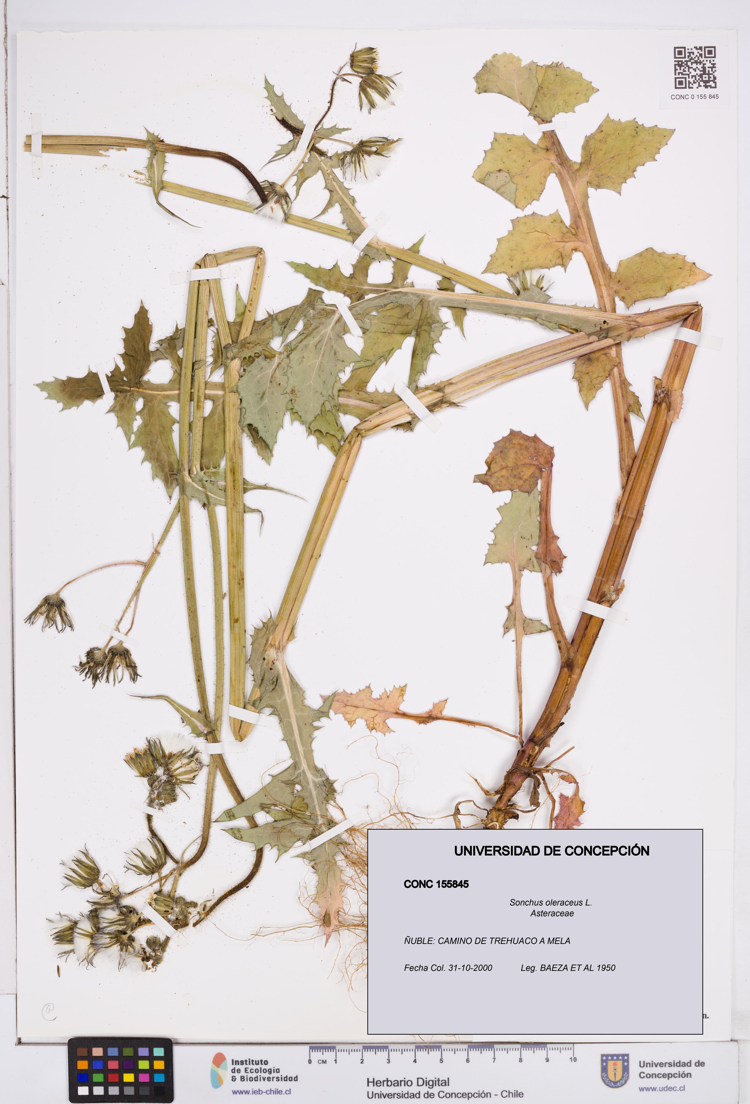 Sonchus oleraceus [Espécimen: ]