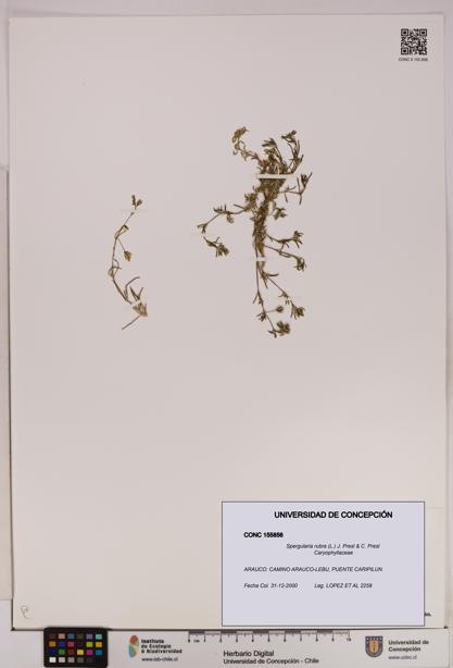 Spergularia rubra [Espécimen: UDEC:CONC:0155856]