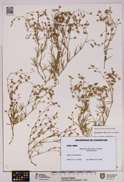 Spergularia villosa [Espécimen: UDEC:CONC:0155857]