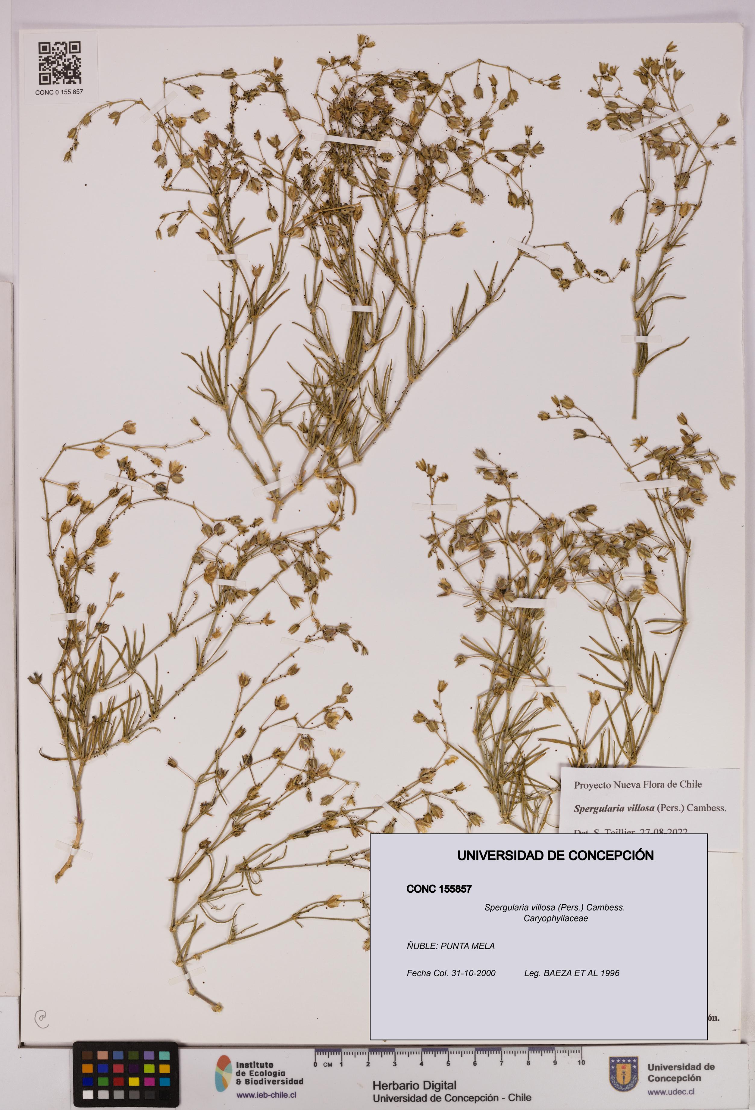 Spergularia villosa [Espécimen: UDEC:CONC:0155857]