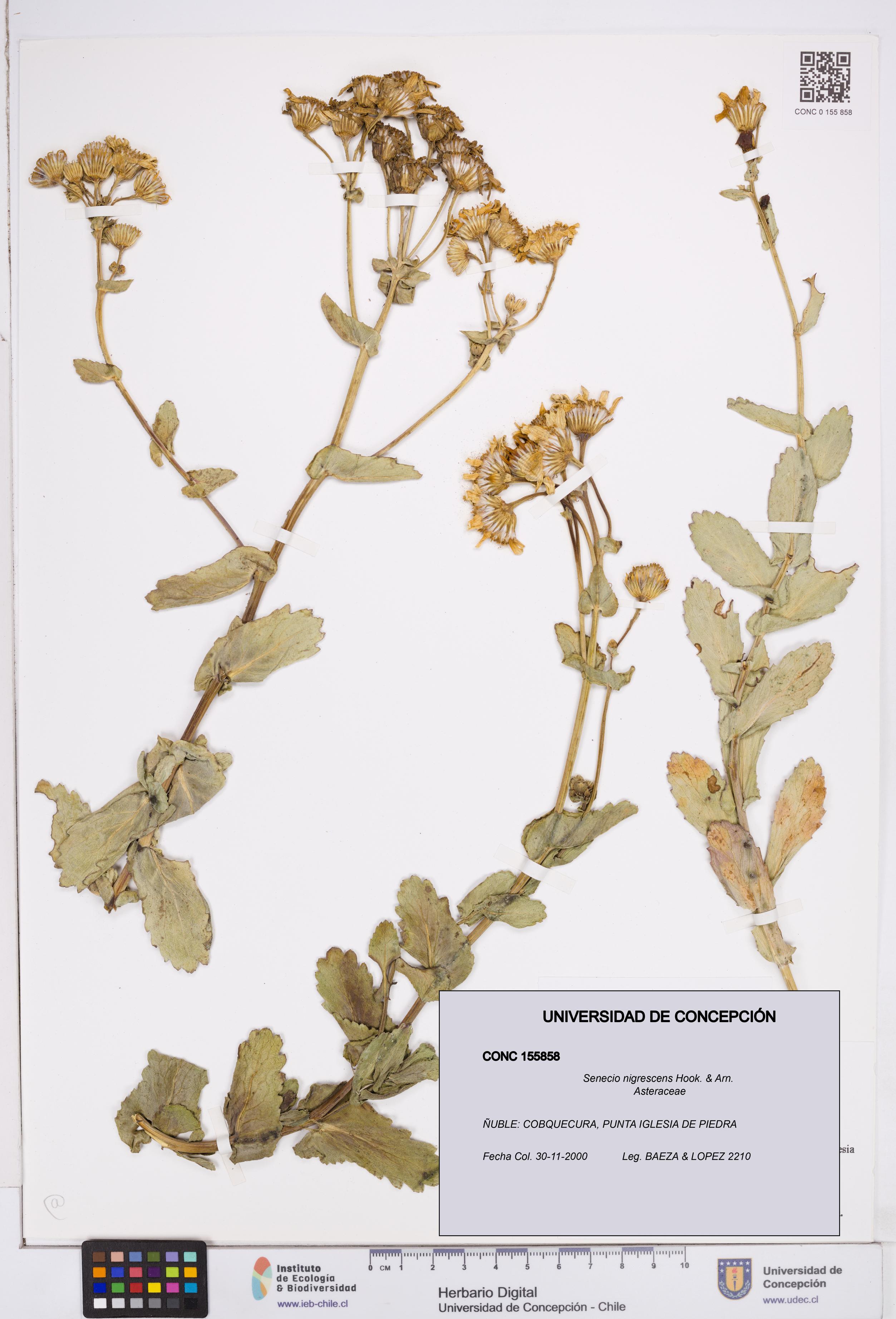 Senecio nigrescens [Espécimen: ]
