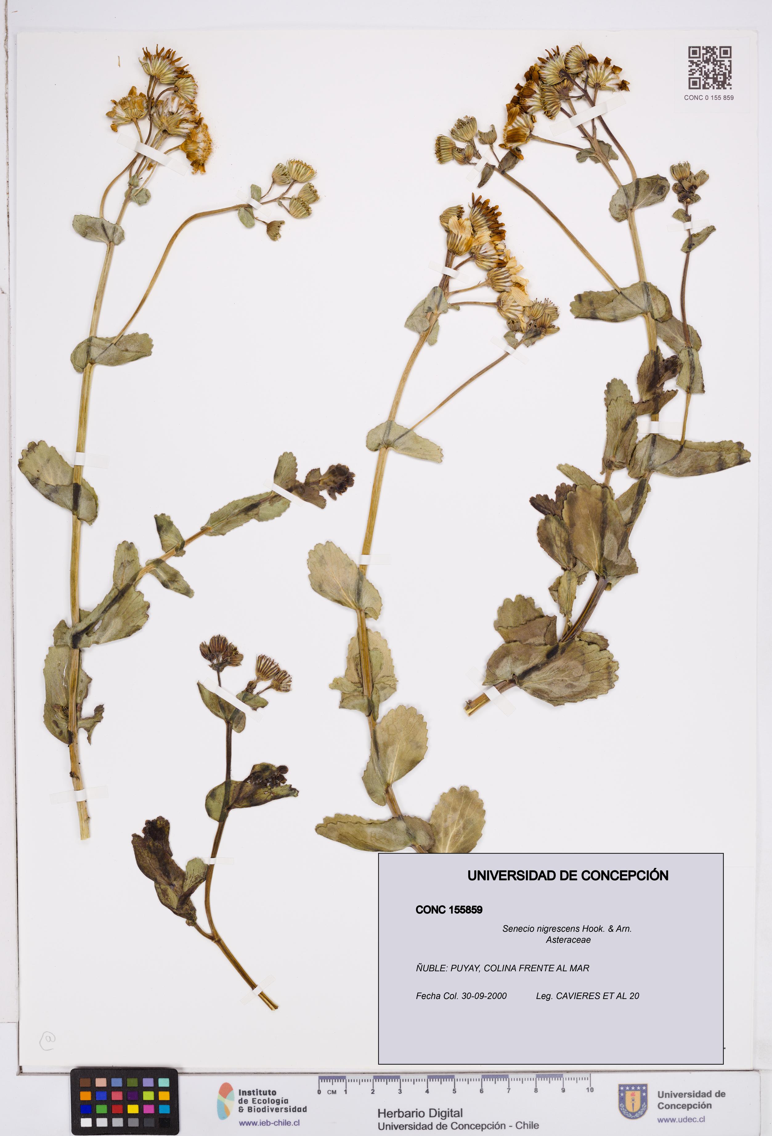 Senecio nigrescens [Espécimen: ]