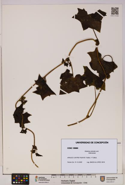 Delairea odorata [Espécimen: UDEC:CONC:0155860]