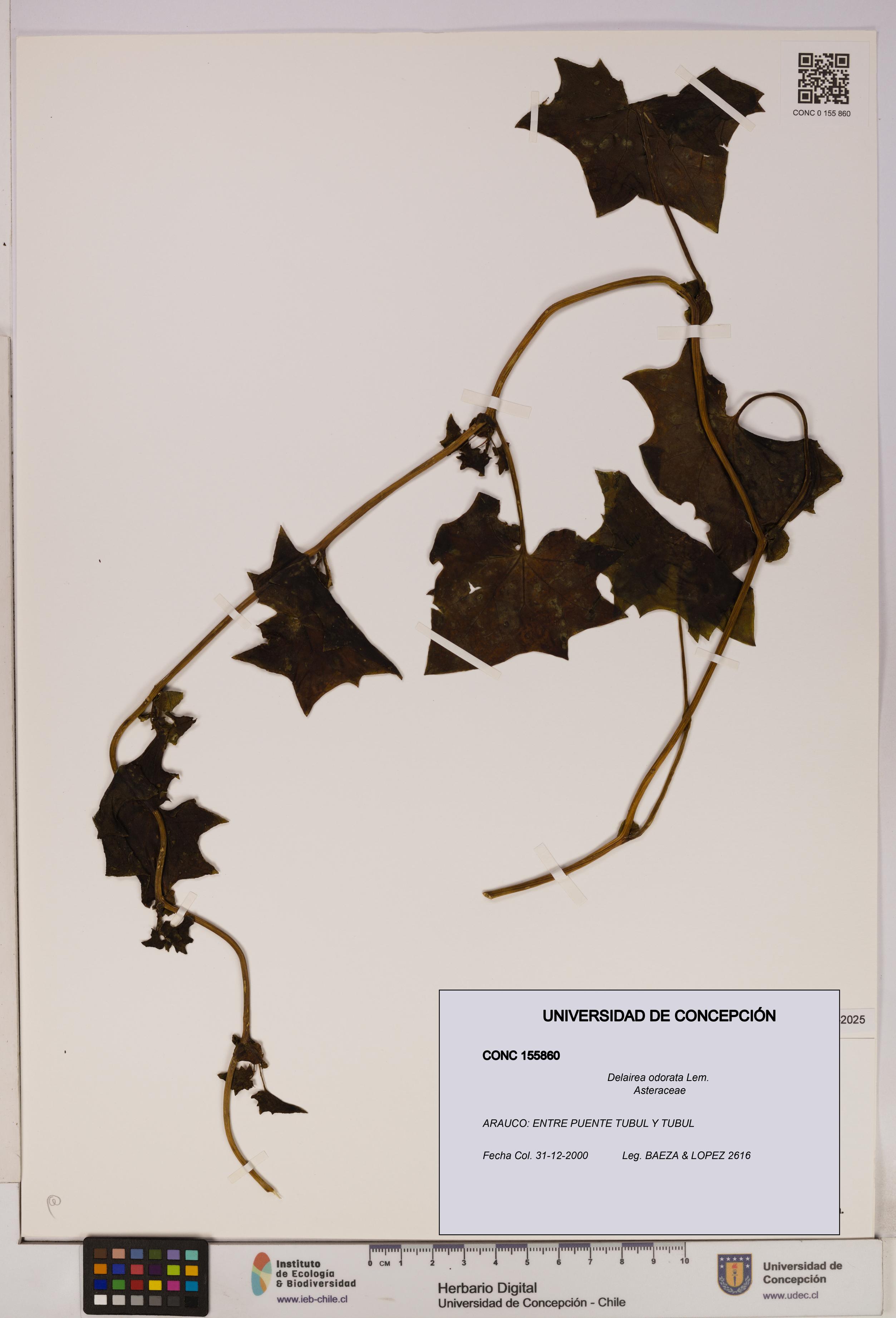 Delairea odorata [Espécimen: UDEC:CONC:0155860]
