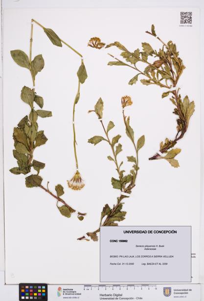Senecio pilquensis [Espécimen: ]
