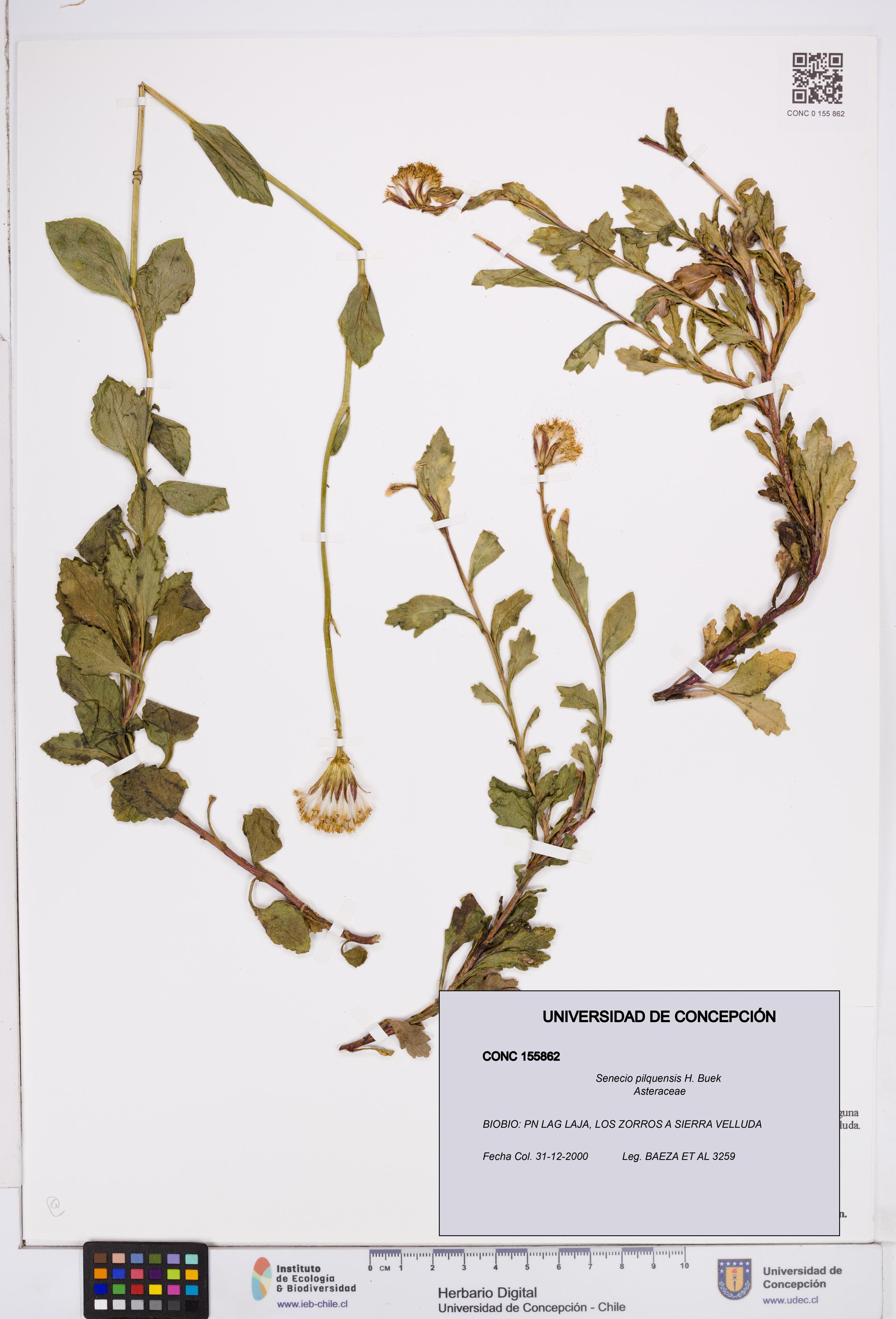 Senecio pilquensis [Espécimen: ]