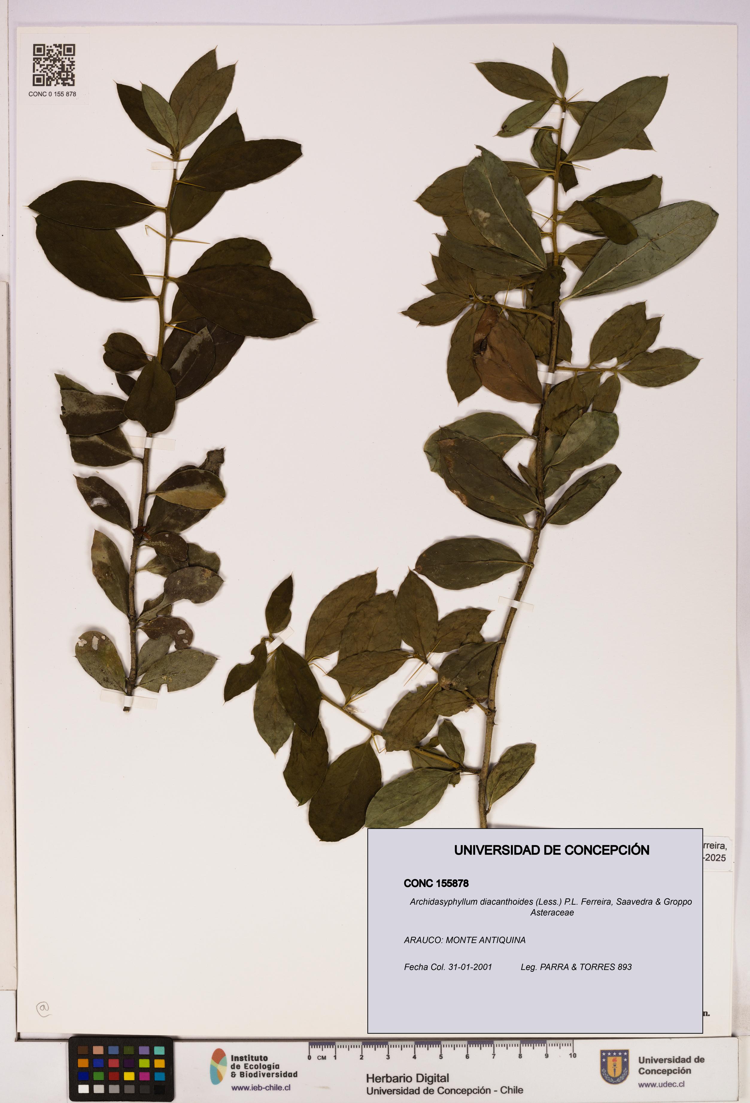 Archidasyphyllum diacanthoides [Espécimen: UDEC:CONC:0155878]