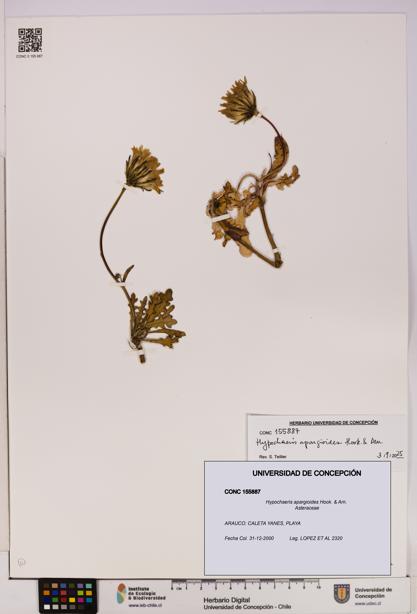 Hypochaeris apargioides [Espécimen: UDEC:CONC:0155887]