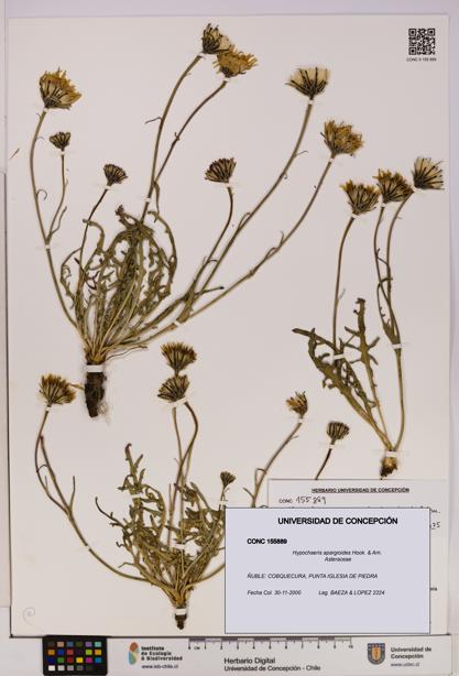 Hypochaeris apargioides [Espécimen: UDEC:CONC:0155889]