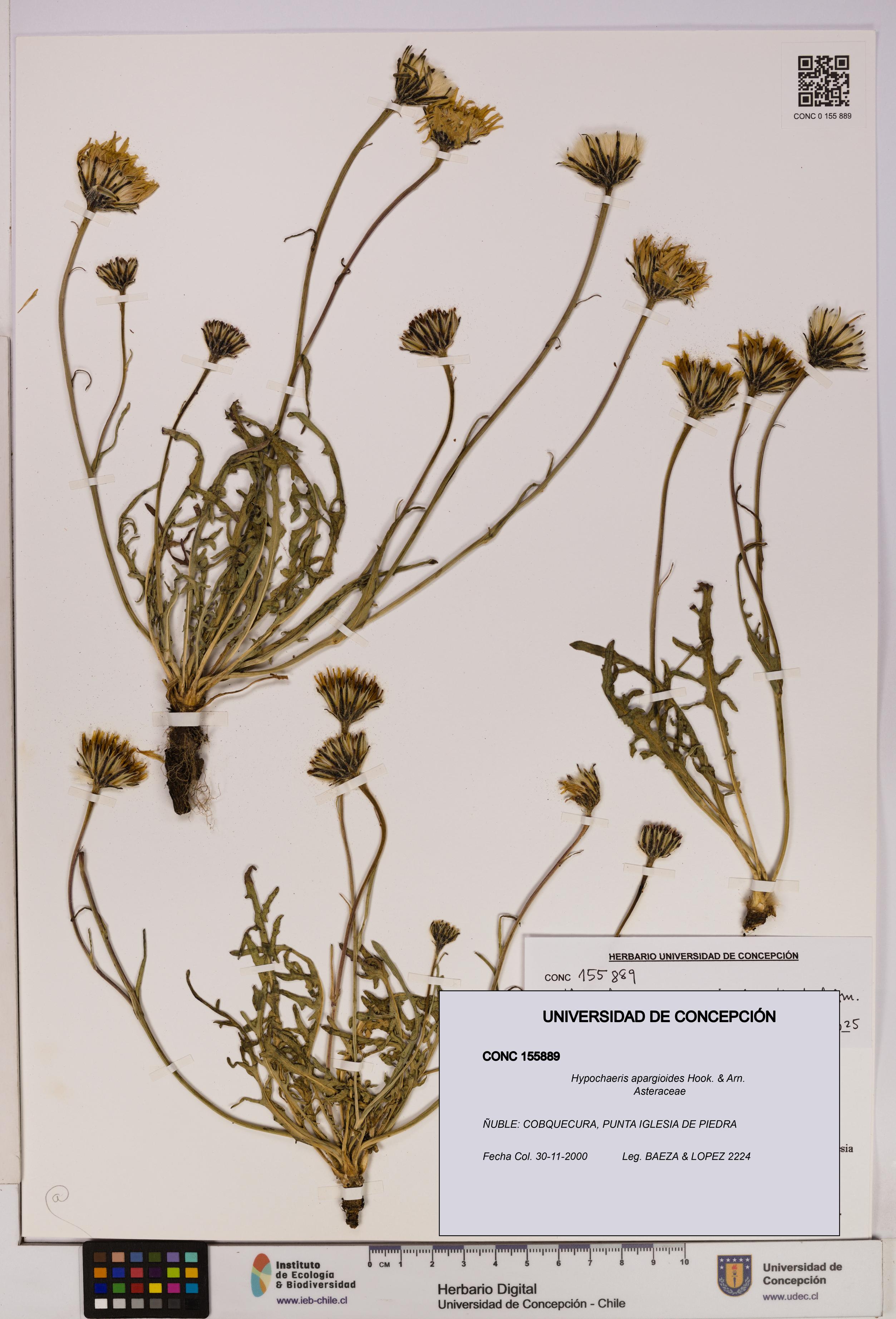 Hypochaeris apargioides [Espécimen: UDEC:CONC:0155889]