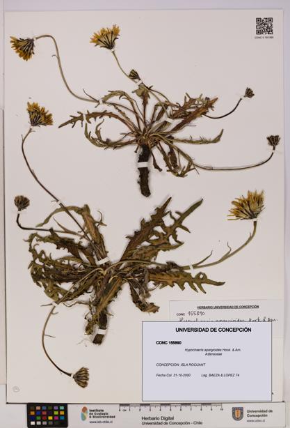 Hypochaeris apargioides [Espécimen: UDEC:CONC:0155890]