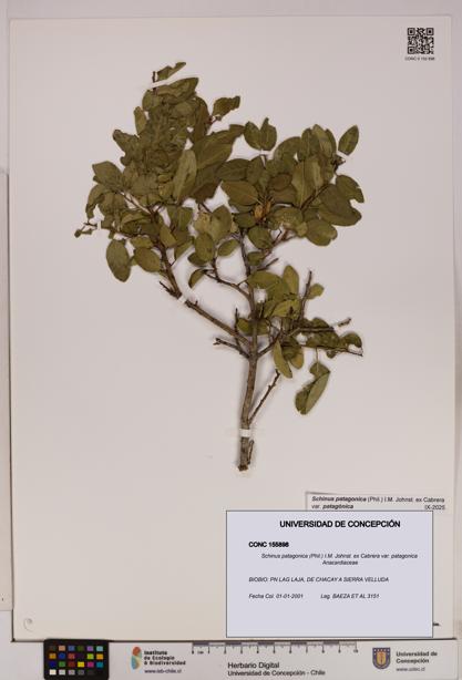 Schinus patagonica [Espécimen: UDEC:CONC:0155898]