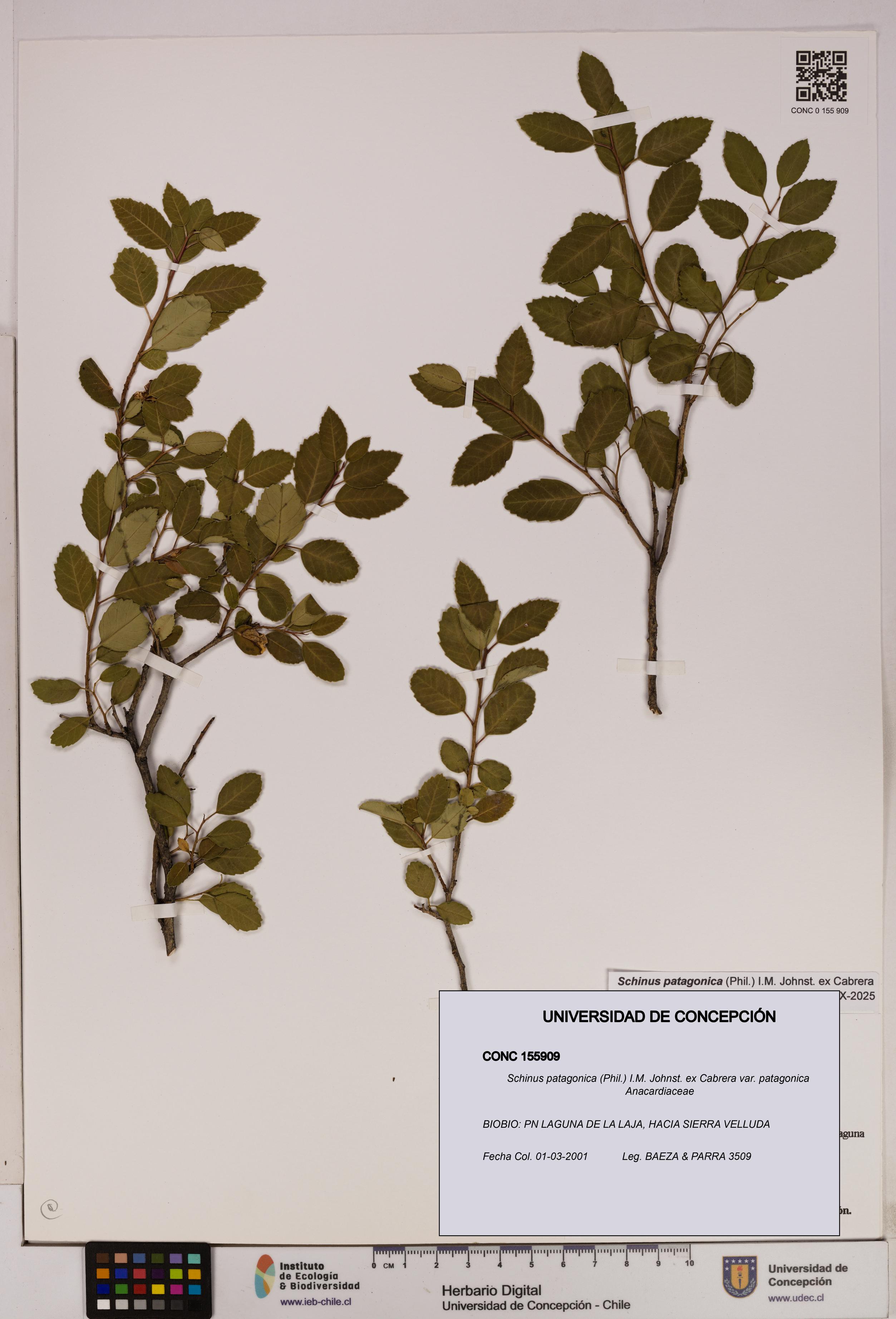 Schinus patagonica [Espécimen: UDEC:CONC:0155909]