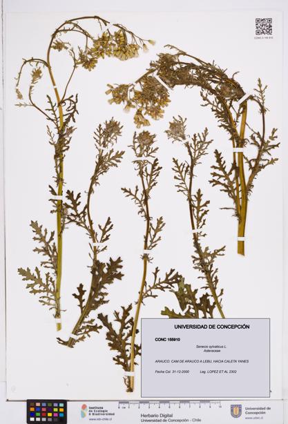 Senecio sylvaticus [Espécimen: ]