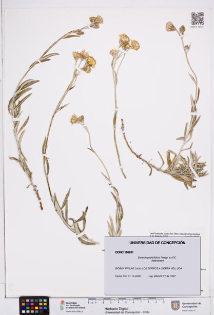 Senecio phylicifolius [Espécimen: ]