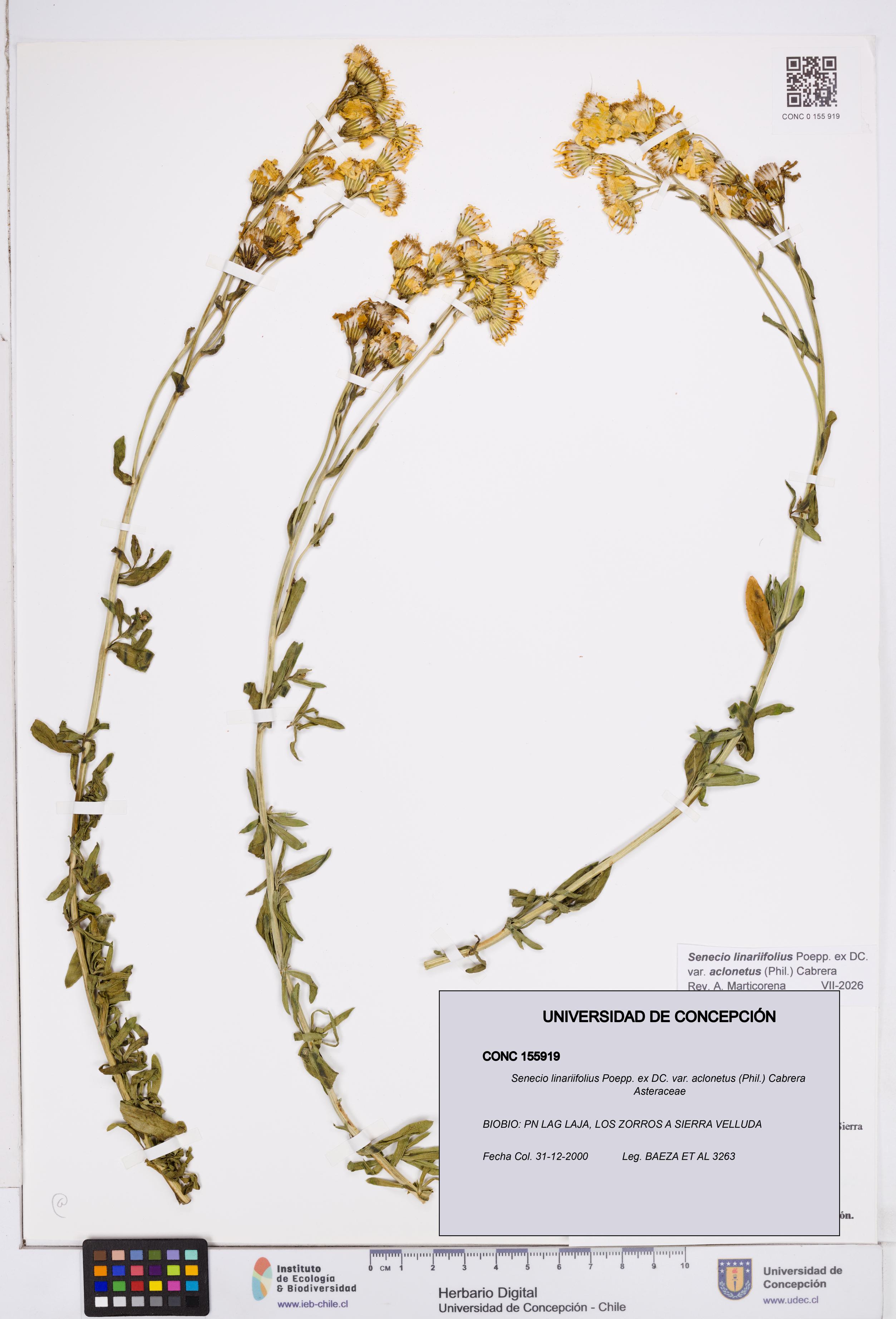 Senecio linariifolius var. aclonetus [Espécimen: ]