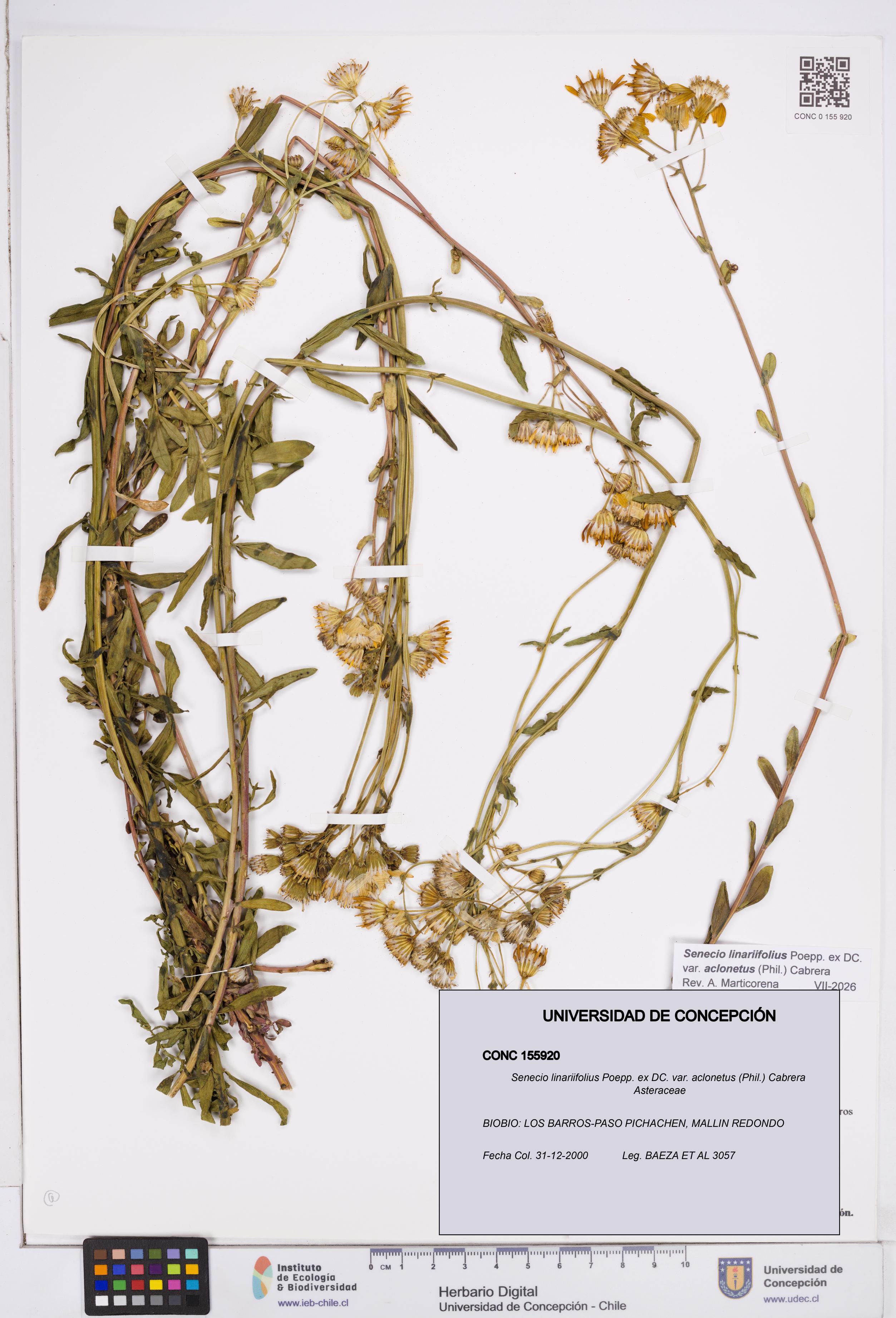 Senecio linariifolius var. aclonetus [Espécimen: ]