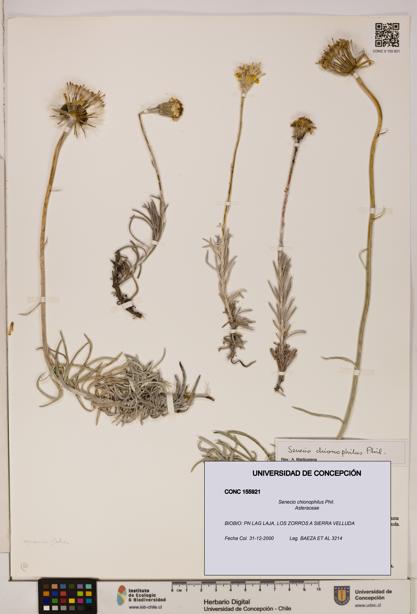 Senecio chionophilus [Espécimen: UDEC:CONC:0155921]