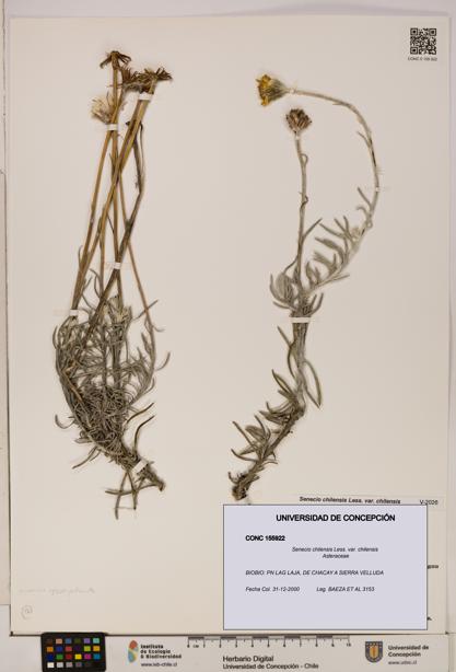 Senecio chilensis var. chilensis [Espécimen: UDEC:CONC:0155922]
