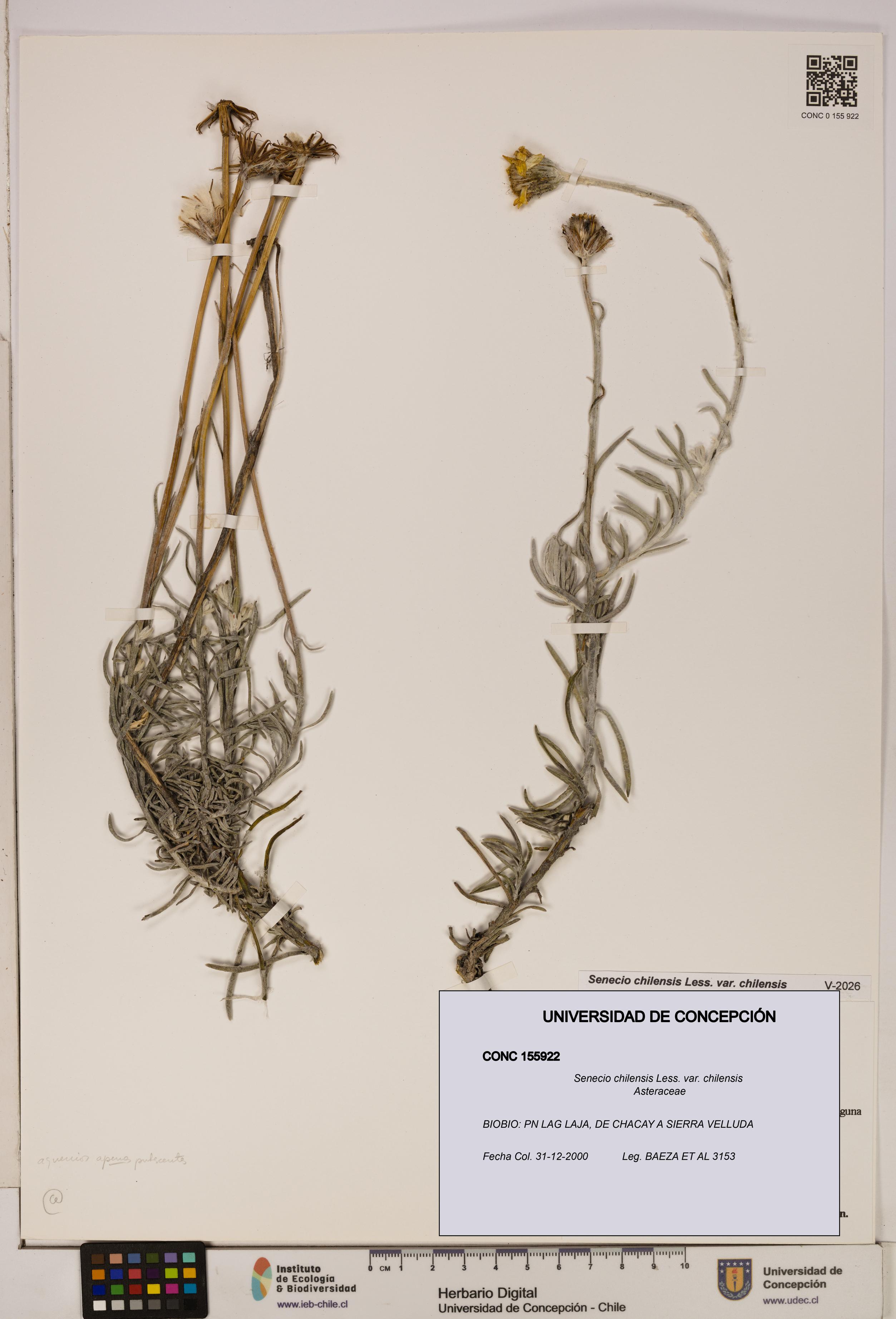 Senecio chilensis var. chilensis [Espécimen: UDEC:CONC:0155922]