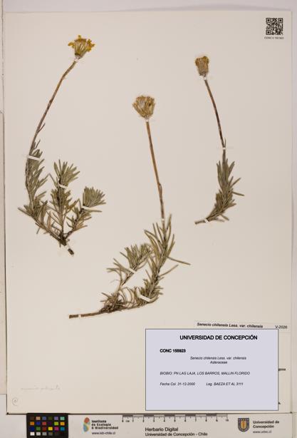 Senecio chilensis var. chilensis [Espécimen: UDEC:CONC:0155923]