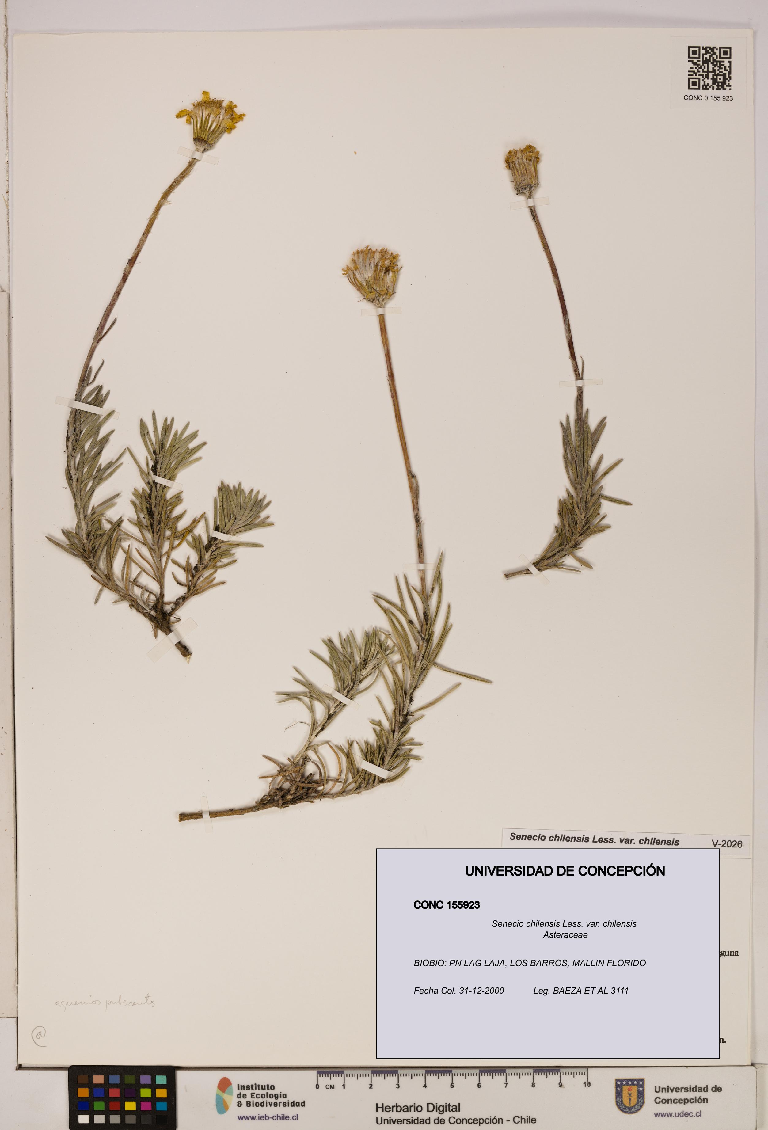 Senecio chilensis var. chilensis [Espécimen: UDEC:CONC:0155923]
