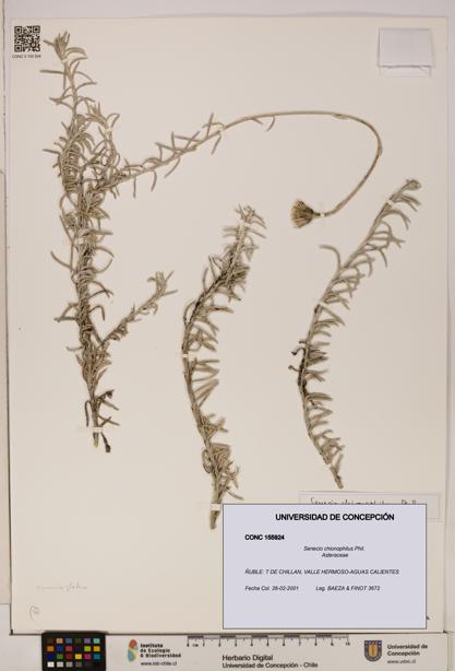 Senecio chionophilus [Espécimen: UDEC:CONC:0155924]