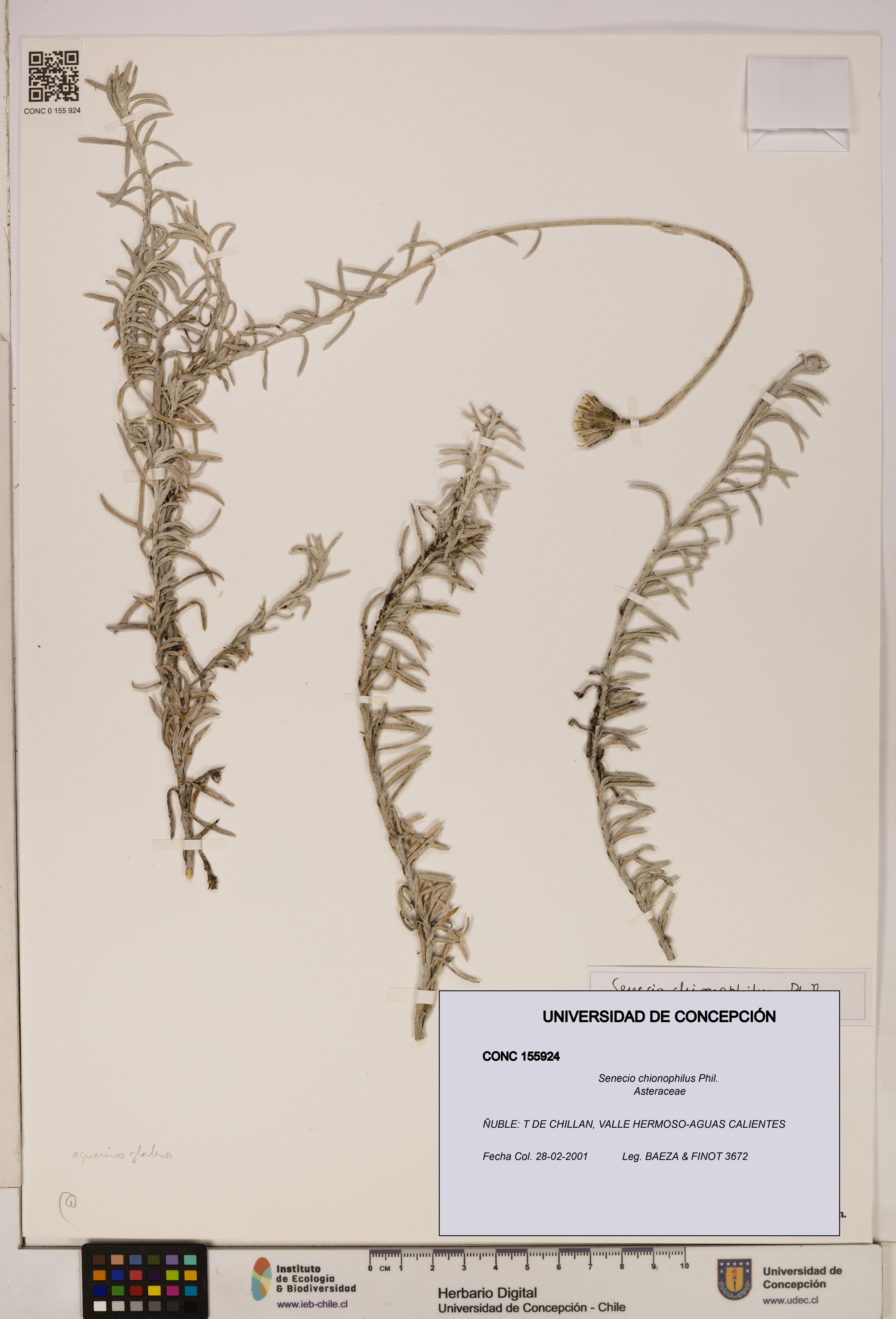 Senecio chionophilus [Espécimen: UDEC:CONC:0155924]