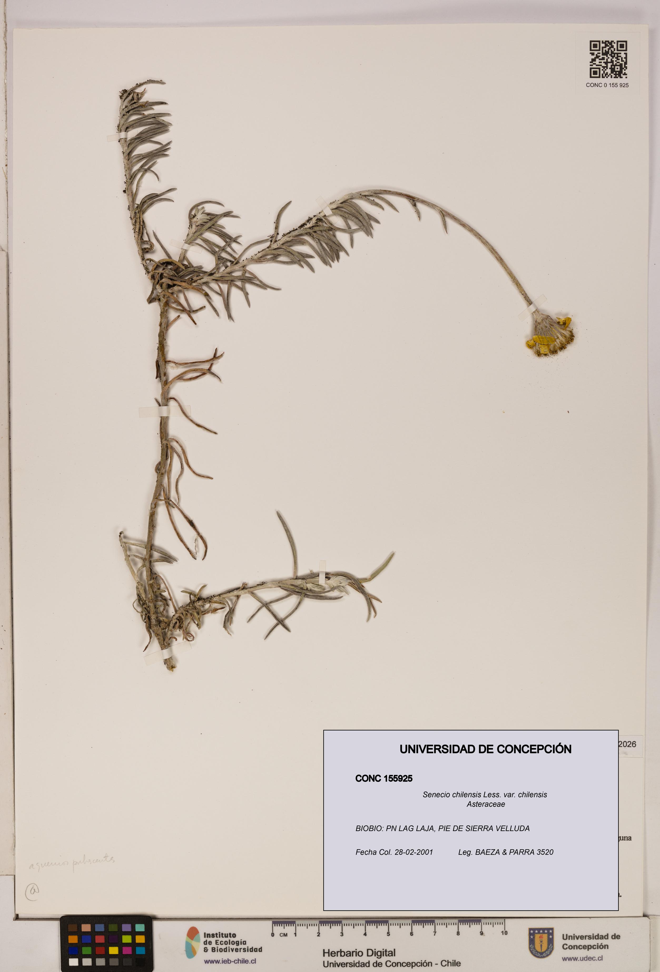 Senecio chilensis var. chilensis [Espécimen: UDEC:CONC:0155925]