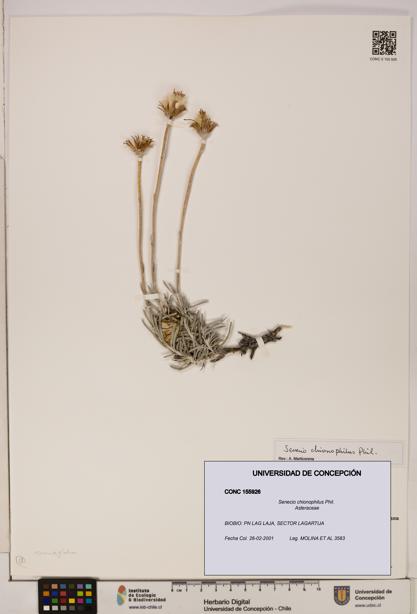 Senecio chionophilus [Espécimen: UDEC:CONC:0155926]